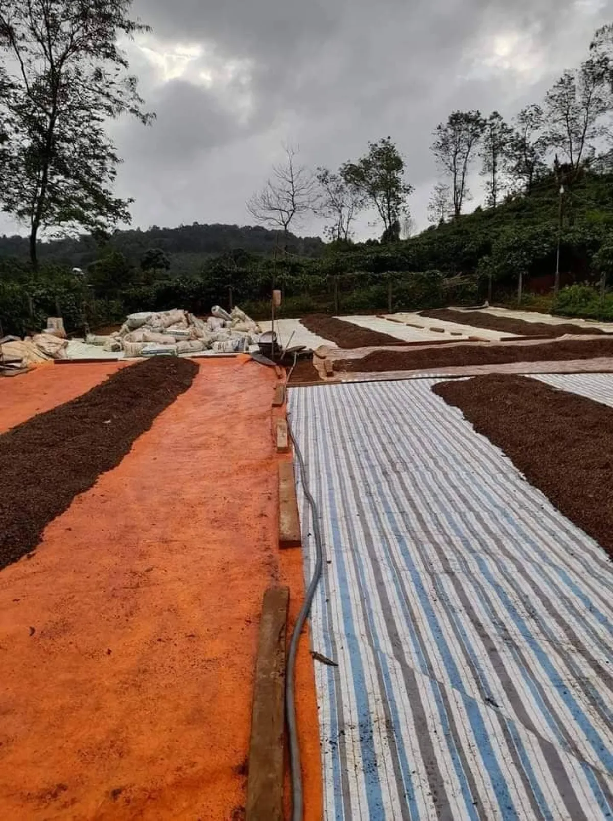 Bán đất nuôi trồng thủy sản mặt tiền Nguyễn Công Trứ TP Cà Mau diện tích 5x18,3m